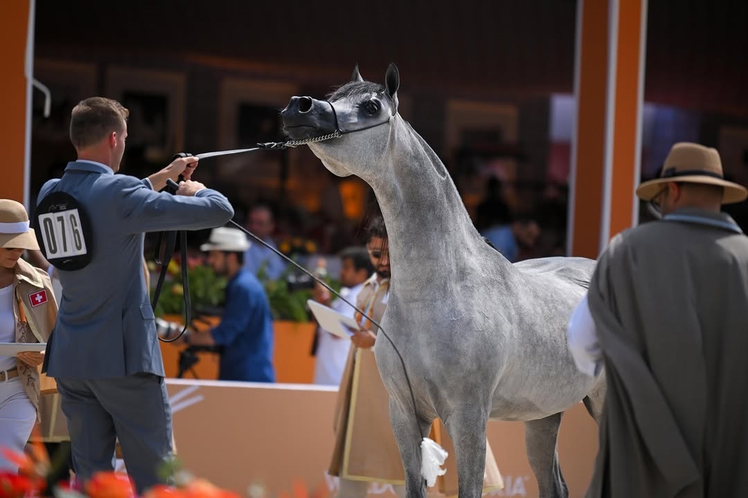  الخيل القطرية تتألق في "فالكنسفارد" الهولندية وتحصد ميداليات ملونة 2 20250722 1753131755 35983