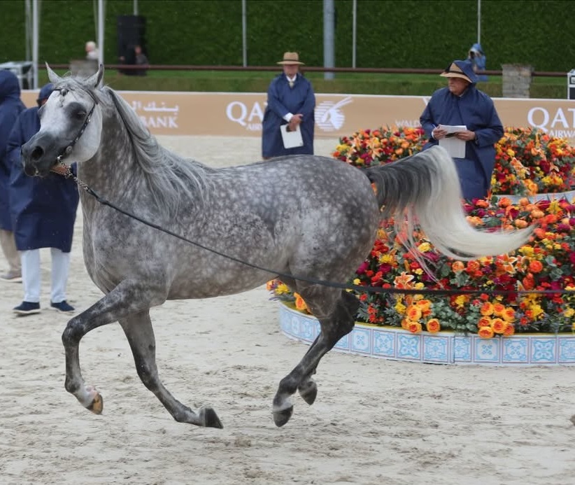  الخيل القطرية تتألق في "فالكنسفارد" الهولندية وتحصد ميداليات ملونة 3 20250722 1753131755 41091