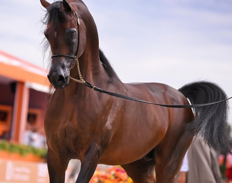  الخيل القطرية تتألق في "فالكنسفارد" الهولندية وتحصد ميداليات ملونة 4 20250722 1753131755 71070