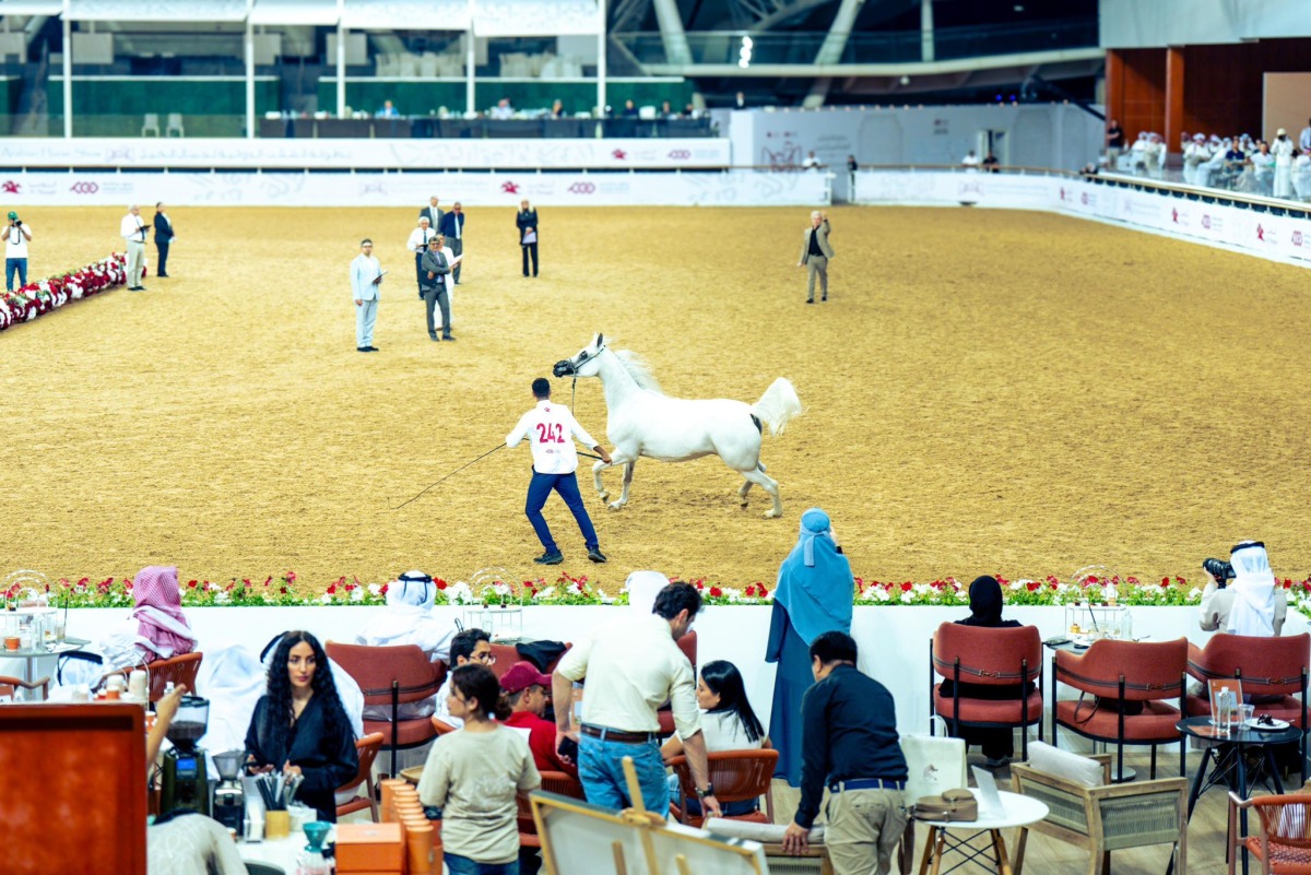  تواصل منافسات بطولة الشقب الدولية لجمال الخيل العربية الأصيلة 3 20251107 1762549029 100051
