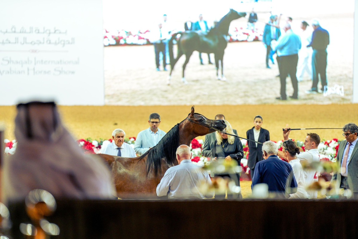  تواصل منافسات بطولة الشقب الدولية لجمال الخيل العربية الأصيلة 4 20251107 1762549029 71170