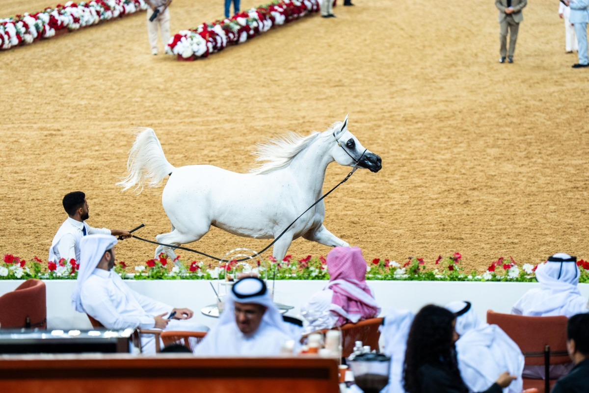  تواصل منافسات بطولة الشقب الدولية لجمال الخيل العربية الأصيلة 2 20251107 1762549029 78482
