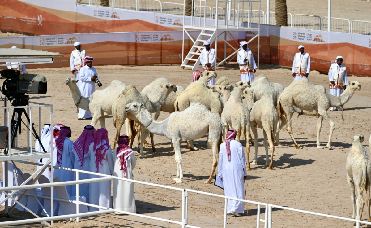  تتويج الفائزين في أشواط المغاتير الوضح بمهرجان التحدي للمفاريد 3 20251108 1762631560 12460