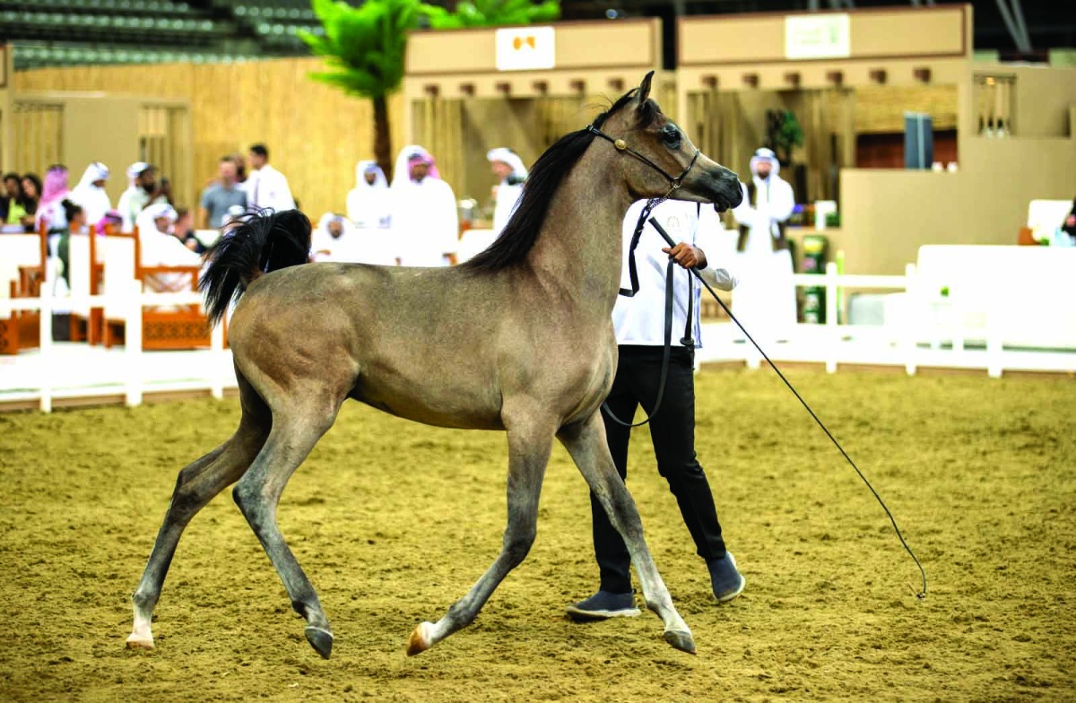  مليون و559 ألف ريال مبيعات مزاد جمال الخيل 2 20251110 1762733692 853