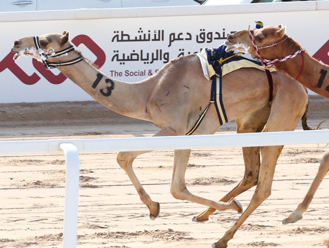  27 شوطاً للقايا في ثاني أيام مهرجان المؤسس للهجن العربية الأصيلة 3 20251214 1765743432 56610