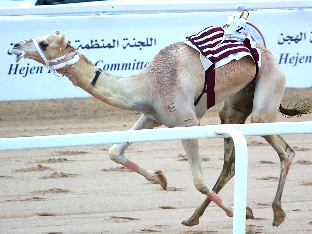  27 شوطاً للقايا في ثاني أيام مهرجان المؤسس للهجن العربية الأصيلة 4 20251214 1765743432 69211