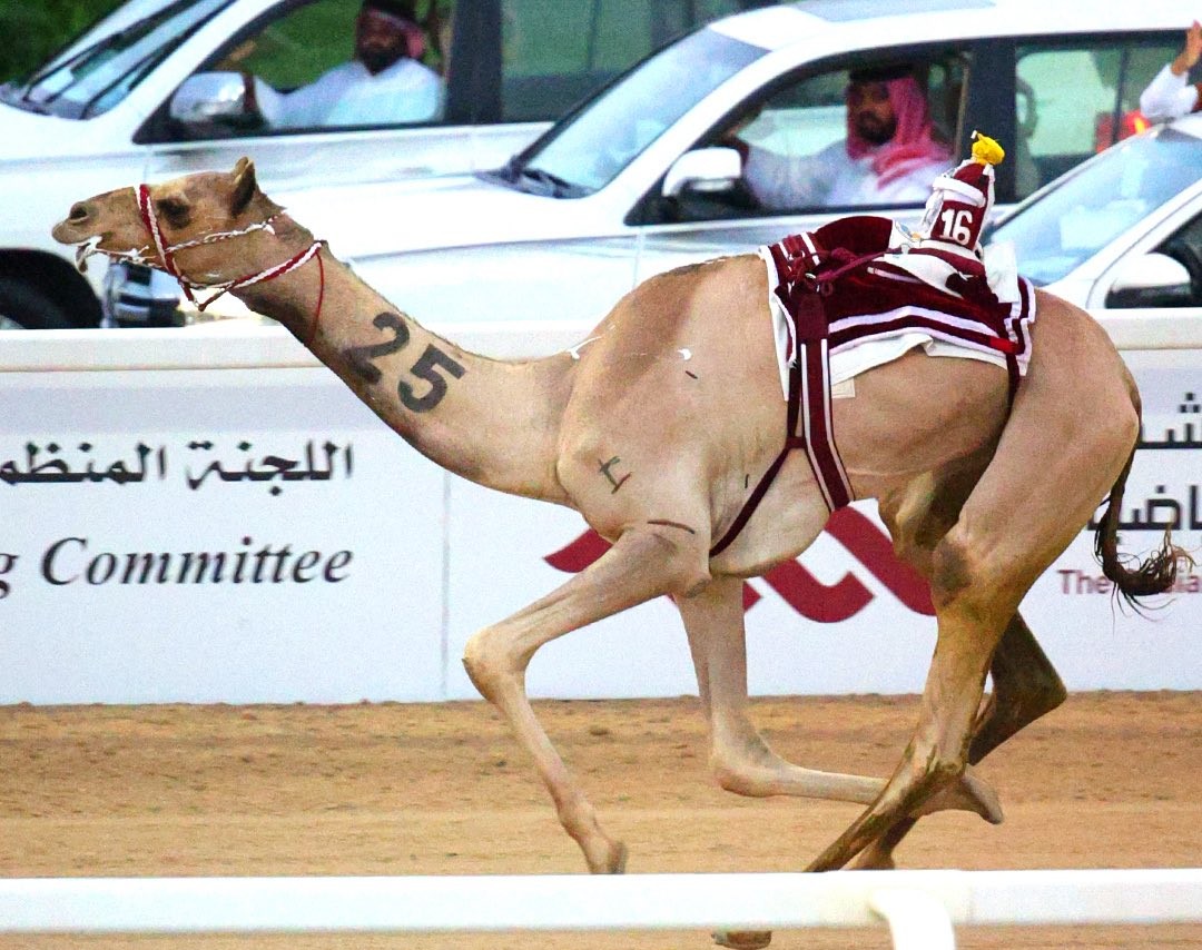  27 شوطاً للقايا في ثاني أيام مهرجان المؤسس للهجن العربية الأصيلة 2 20251214 1765743433 38263