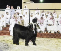 alsharq