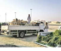 alsharq