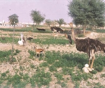alsharq