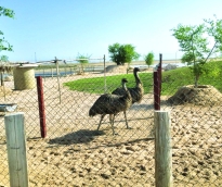 alsharq