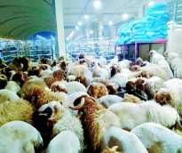 alsharq