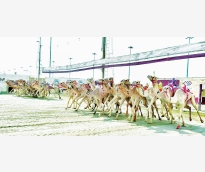 alsharq