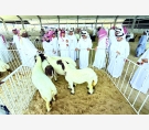 alsharq