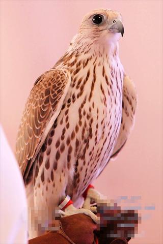 الشرق