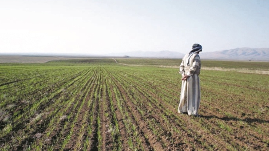 الضرر الحاصل في  الصيف سيقلص المساحات المزروعة في الشتاء