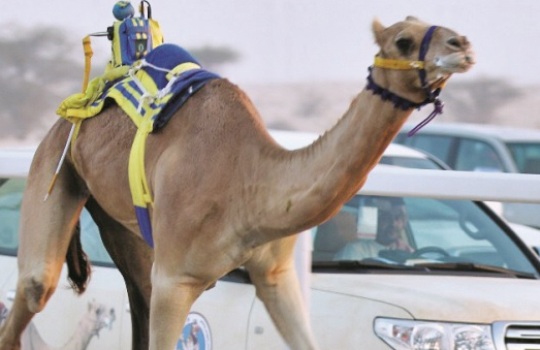 alsharq