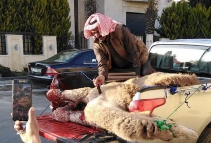 أردنيون ينحرون جمالاً احتفاءً بصاحب السمو - وكالة عمون الأردنية