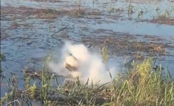 تمساح عملاق يلتهم طائرة درون .. شاهد ما حدث من انفجار