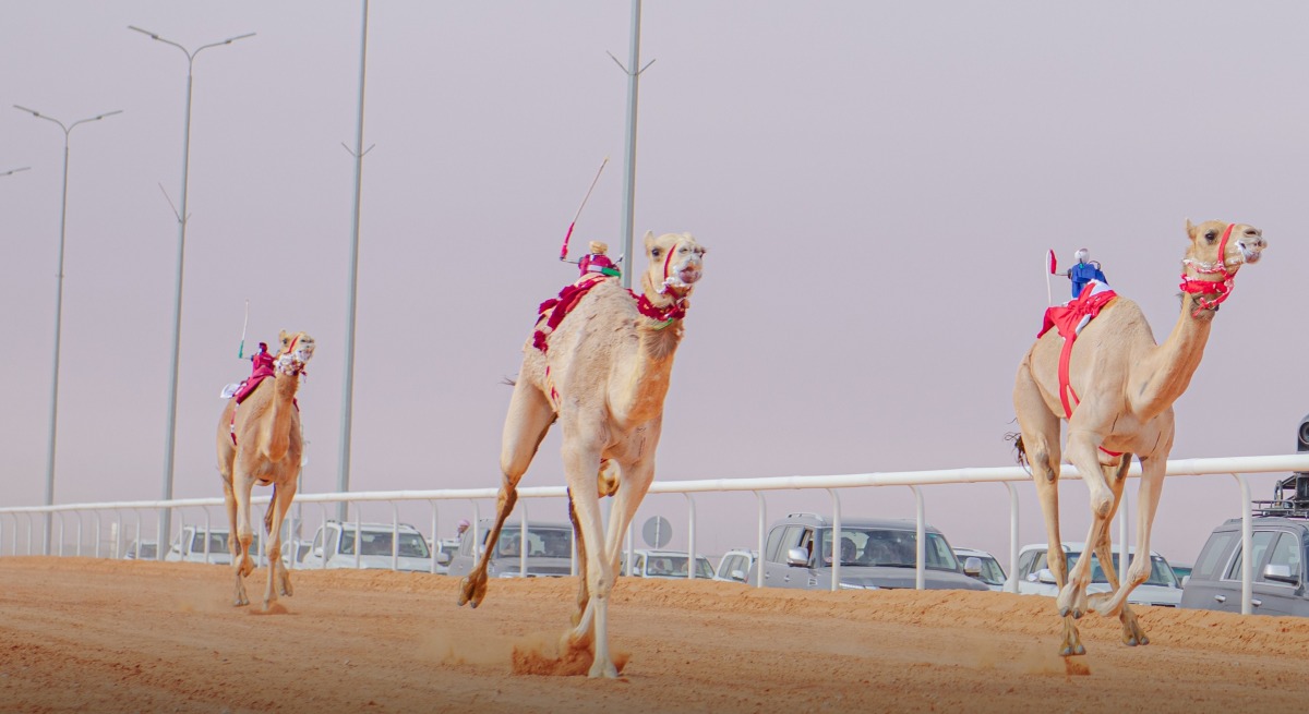  تفوق قطري في ختام جائزة الملك عبدالعزيز لسباقات الهجن