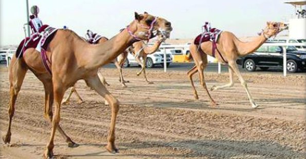غداً.. بدء التسجيل بالسباق التمهيدي الصيفي الثاني للهجن