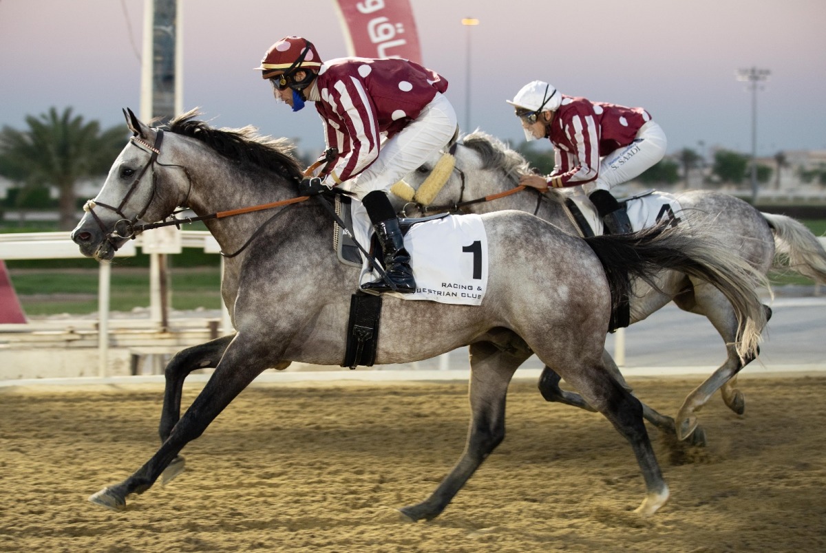 غدا سباق الخيل على كأس وادي السيل للخيل المهجنة الأصيلة