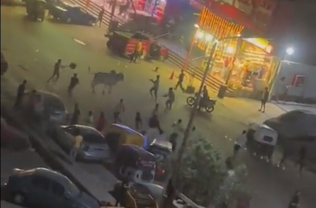 أول فيديو يوثق هروب عجل قبل عيد الأضحى في مصر