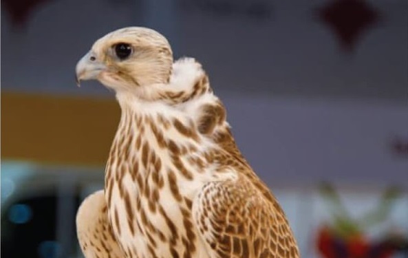 25 ألف ريال.. تعرف على الصقر الأعلى سعراً في مزاد سهيل الاثنين