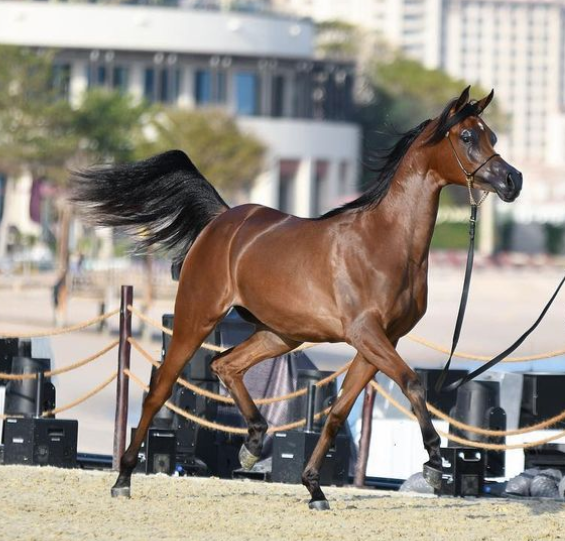 alsharq