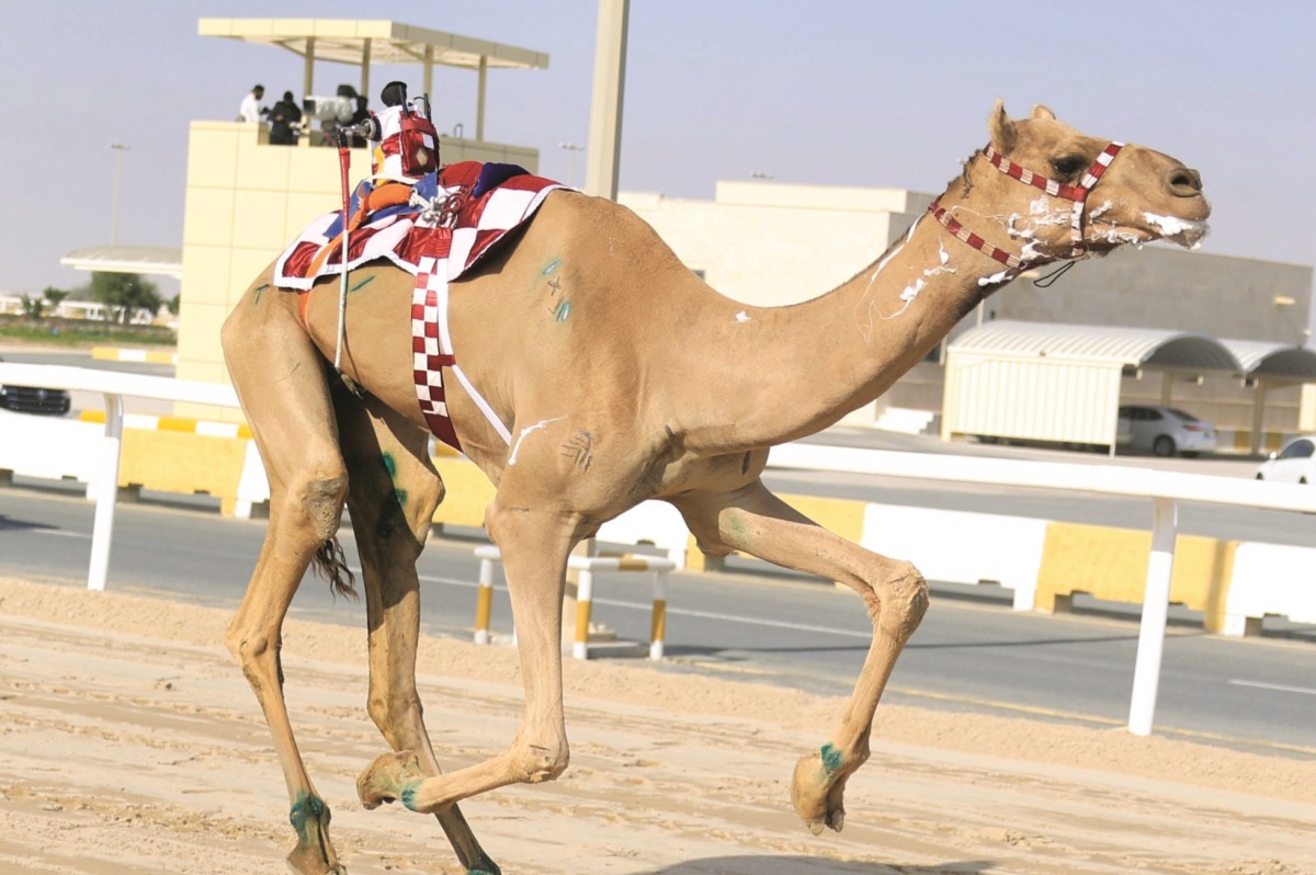 ‫ منافسات قوية بانطلاق المهرجان المحلي السادس للهجن