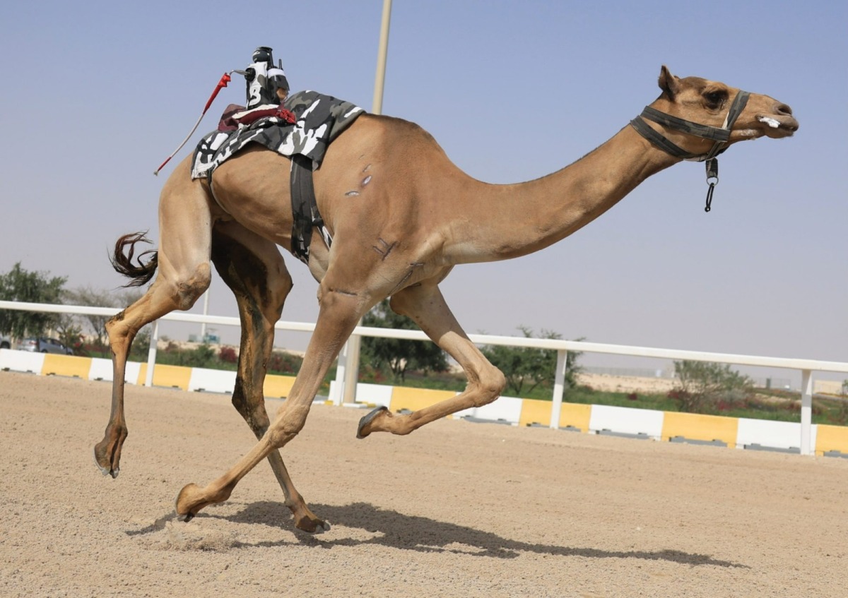 &nbsp;انطلاق المرحلة الثانية من السباق المحلي الثامن للهجن العربية الأصيلة