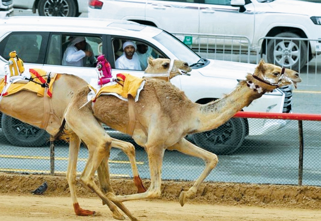 أبناء الشحانية يواصلون حصد الرموز في مهرجان ختامي المرموم