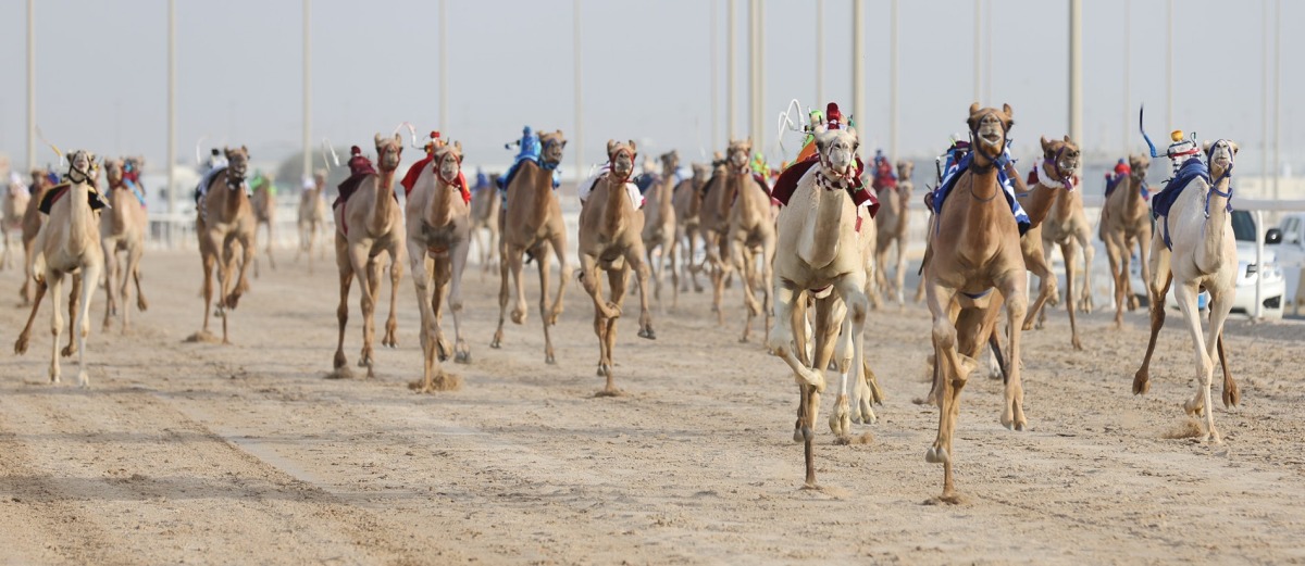 ختام قوي للسباق المحلي الثامن للهجن العربية الأصيلة