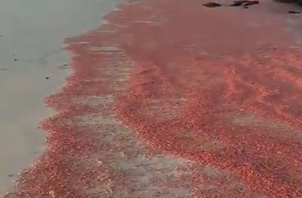 سلطنة عمان.. شاطئ يتحول للون الأحمر بسبب نفوق الروبيان وتوضيح رسمي (فيديو)