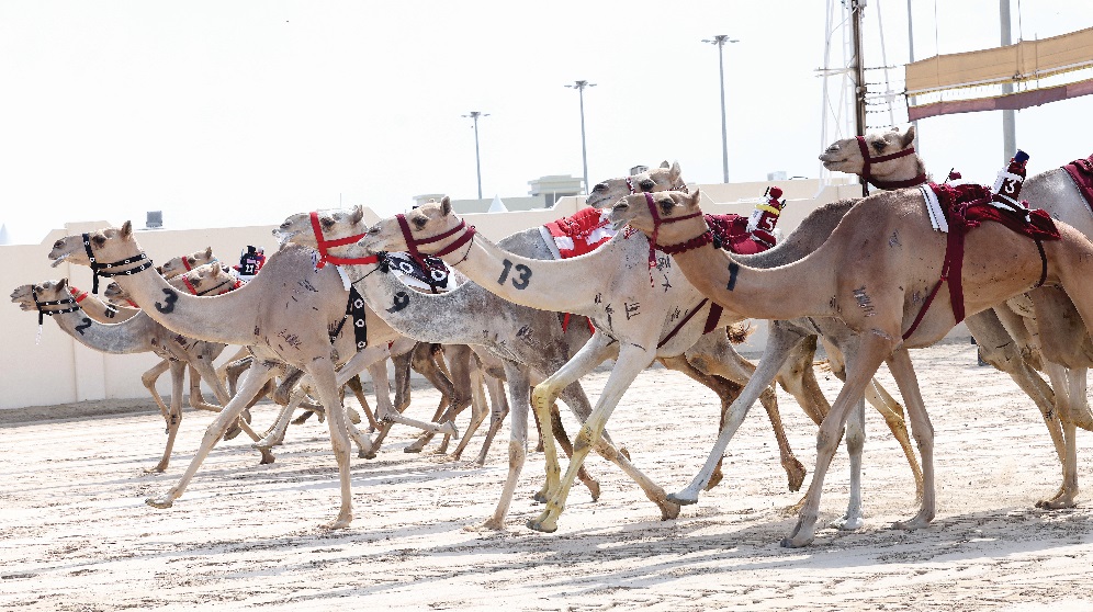 مهرجان سمو الأمير للهجن.. &laquo;مهرة&raquo; تهدي الشحانية ناموس رئيسي الحيل
