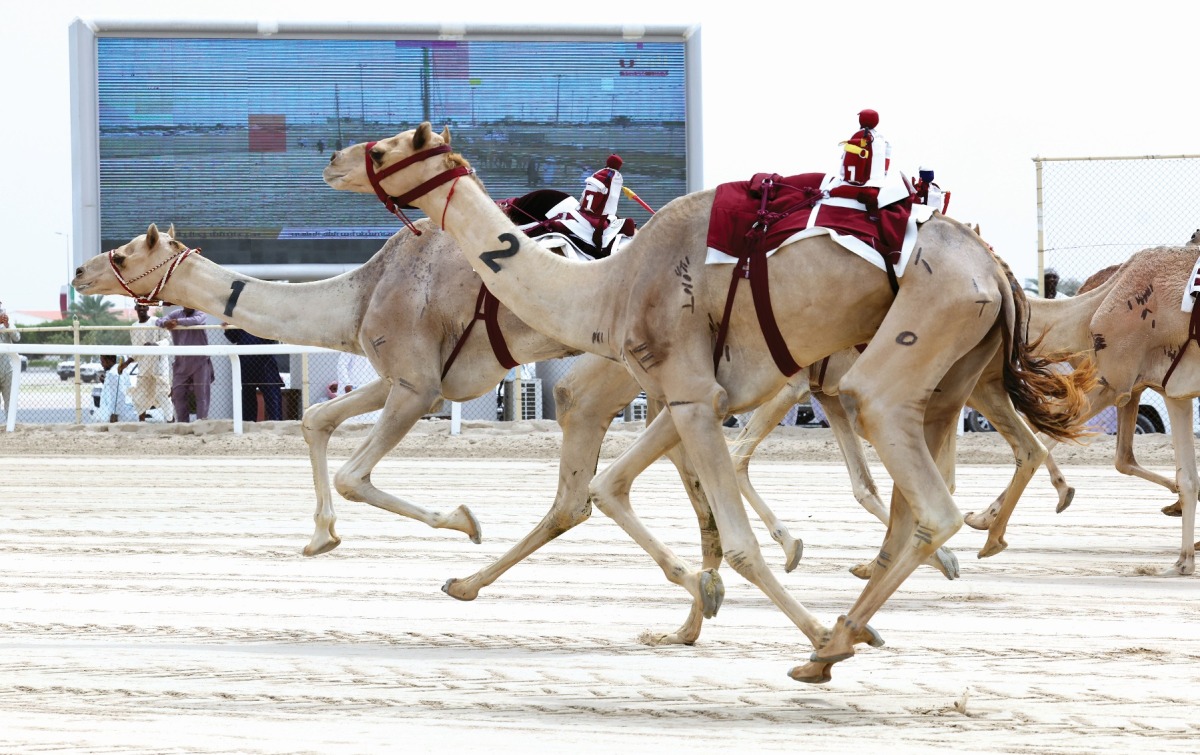 مهرجان سمو الأمير للهجن.. "دولة" تهدي هجن الرئاسة السيف الغالي